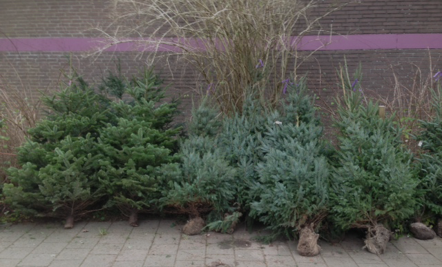 Kerstbomen