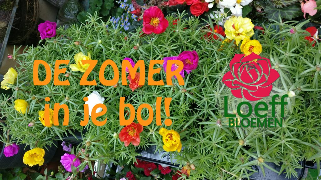 Loeff Zomer 2017