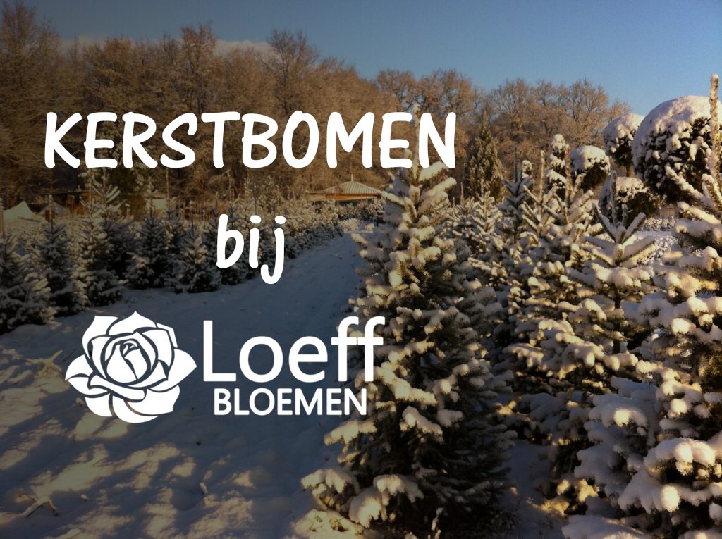 Kerstbomen_2017